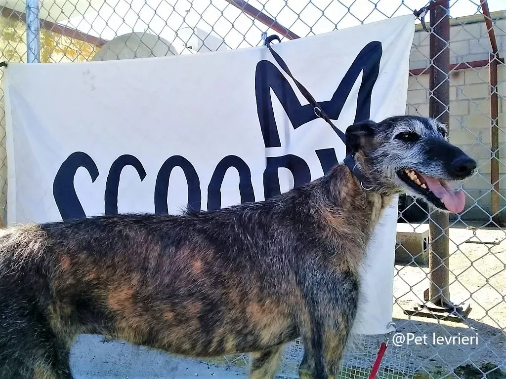 Amelie pet levrieri. adozione galgo 01