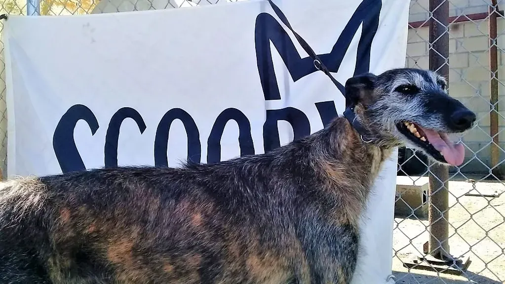 Amelie pet levrieri. adozione galgo 04