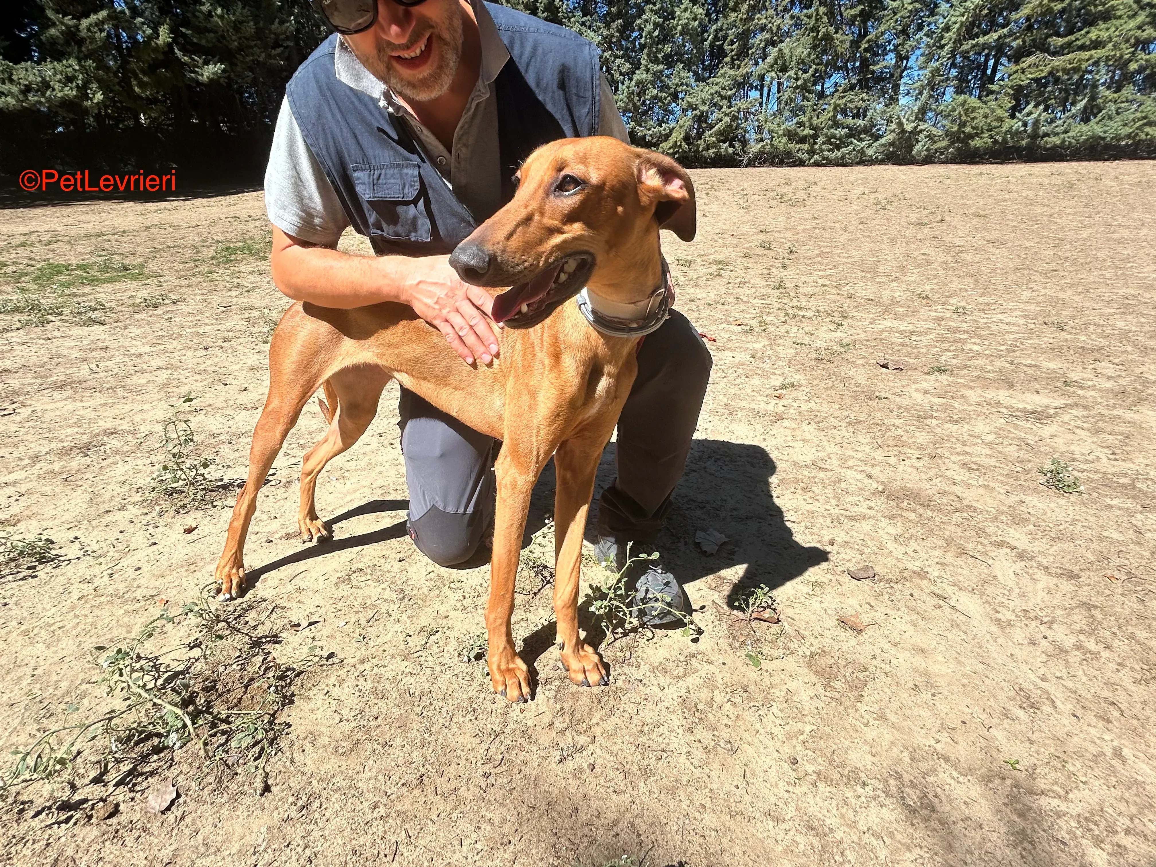 America adozione galgo pet levrieri 7