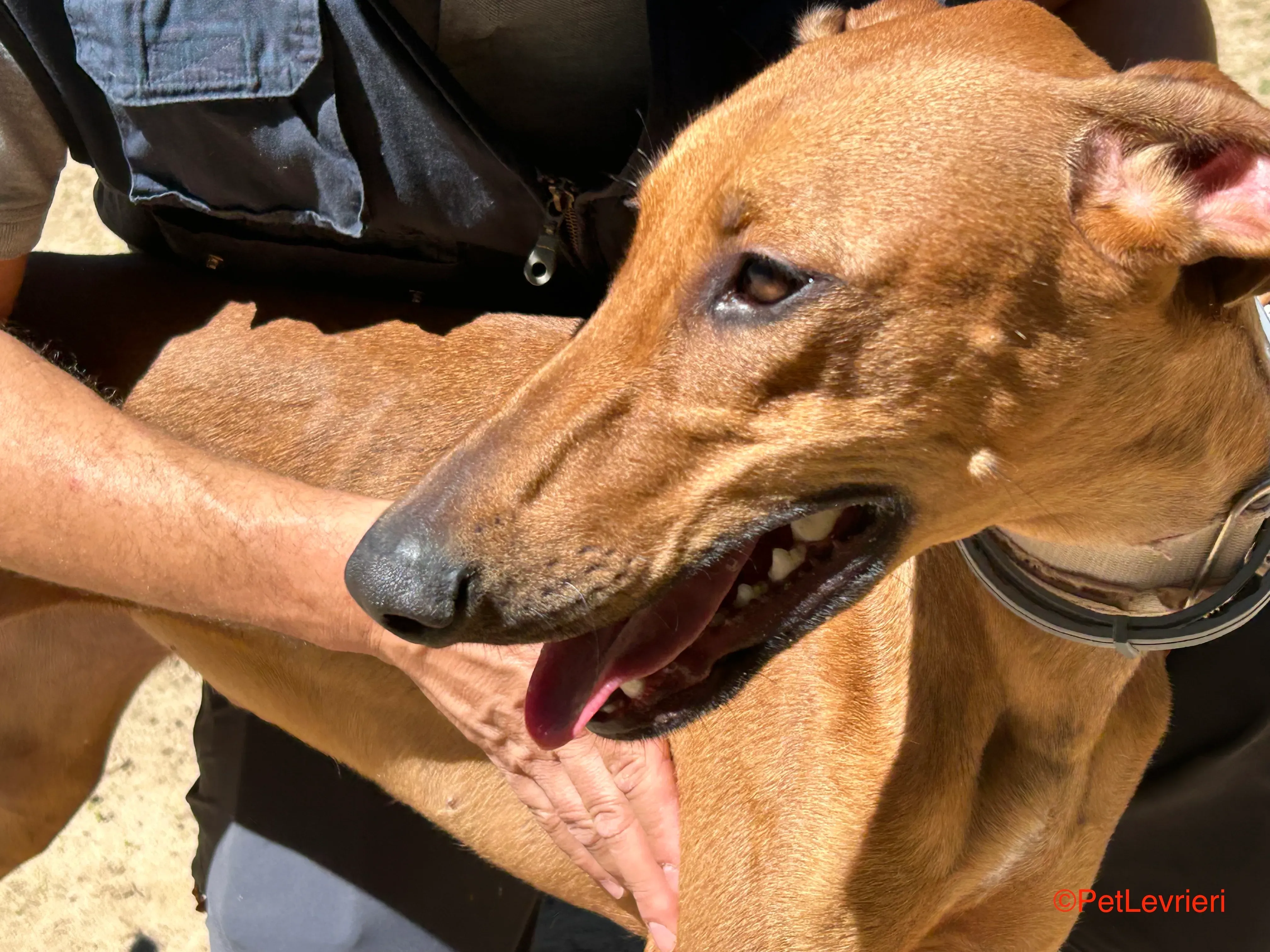 America adozione galgo pet levrieri onlus 1