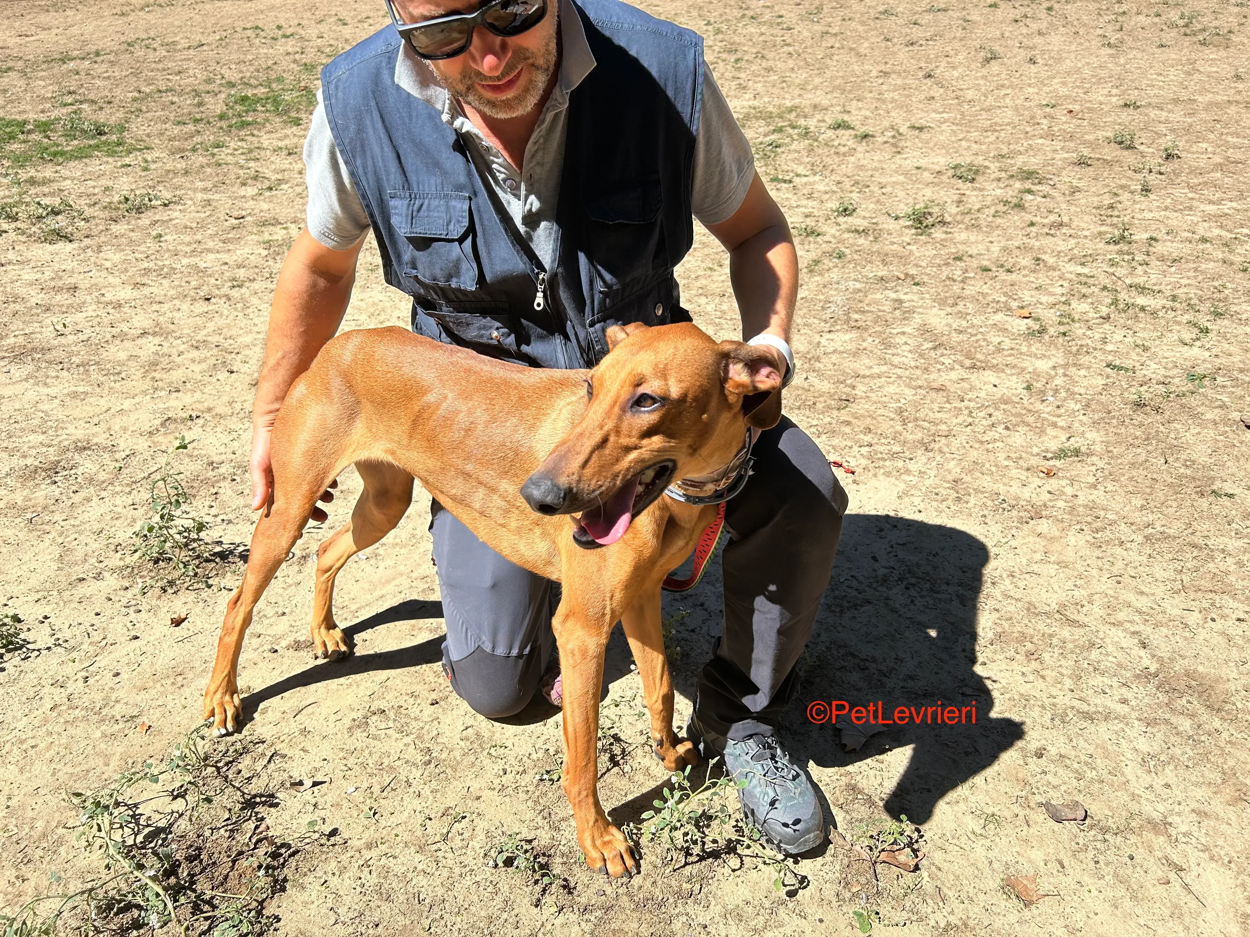 America adozione galgo pet levrieri onlus 3