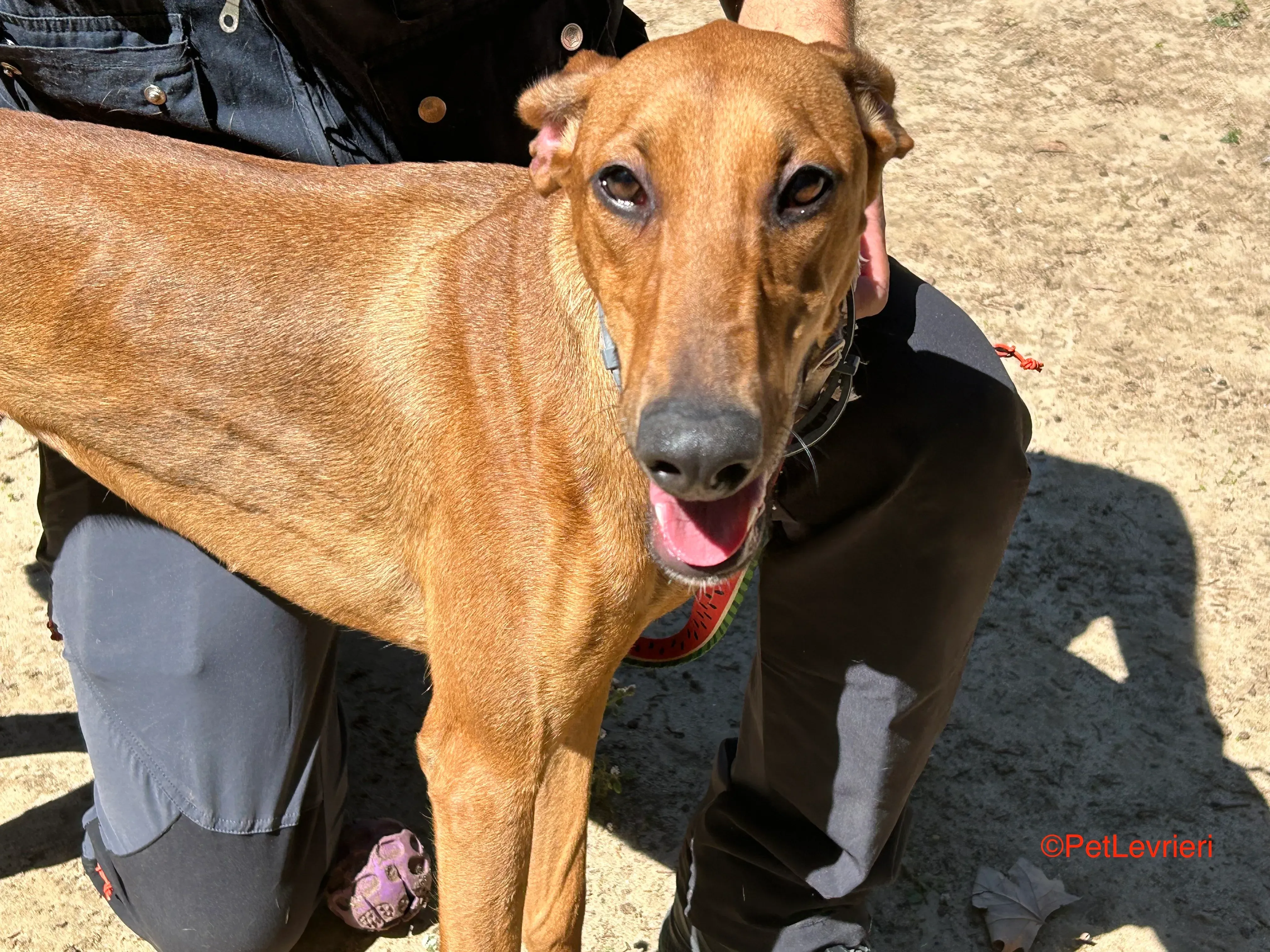 America adozione galgo pet levrieri onlus 4