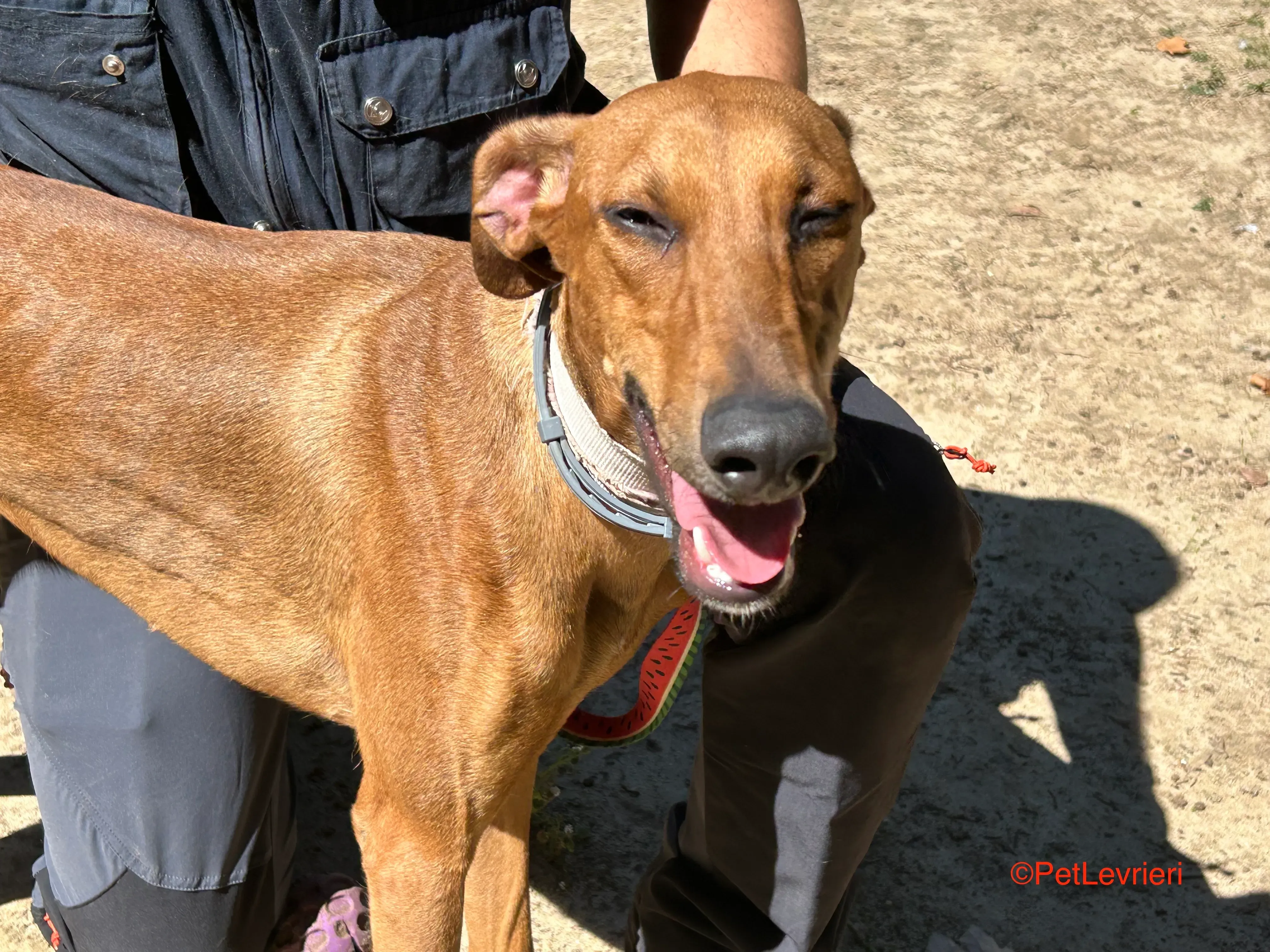 America adozione galgo pet levrieri onlus 5