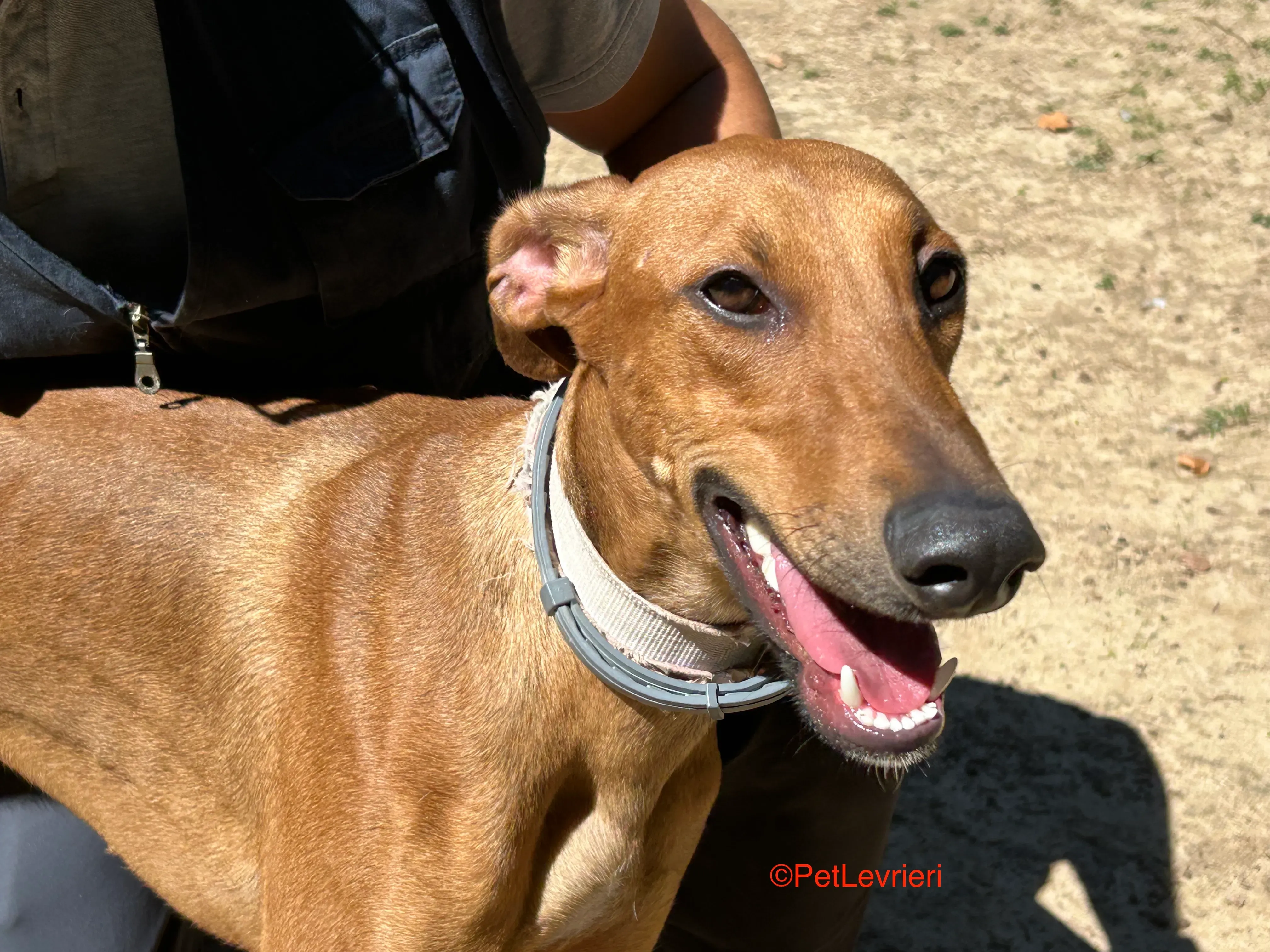 America adozione galgo pet levrieri onlus 6