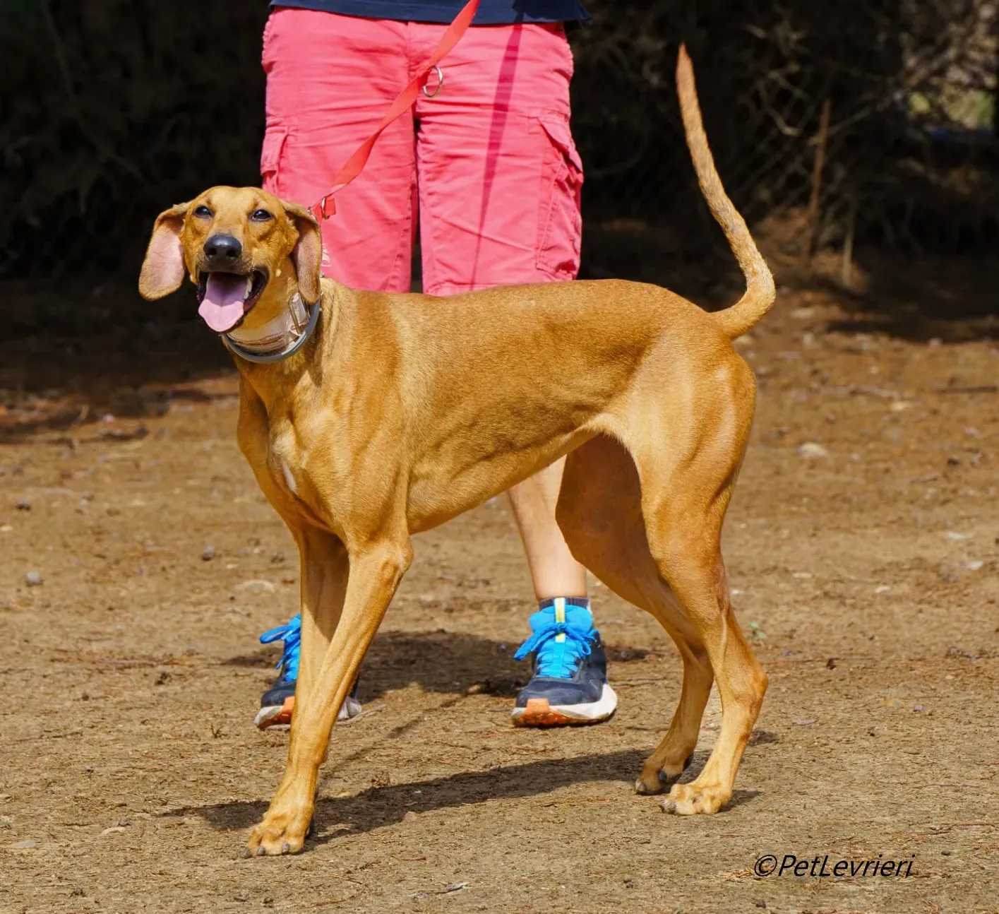 America galgo adozione pet levrieri onlus 1