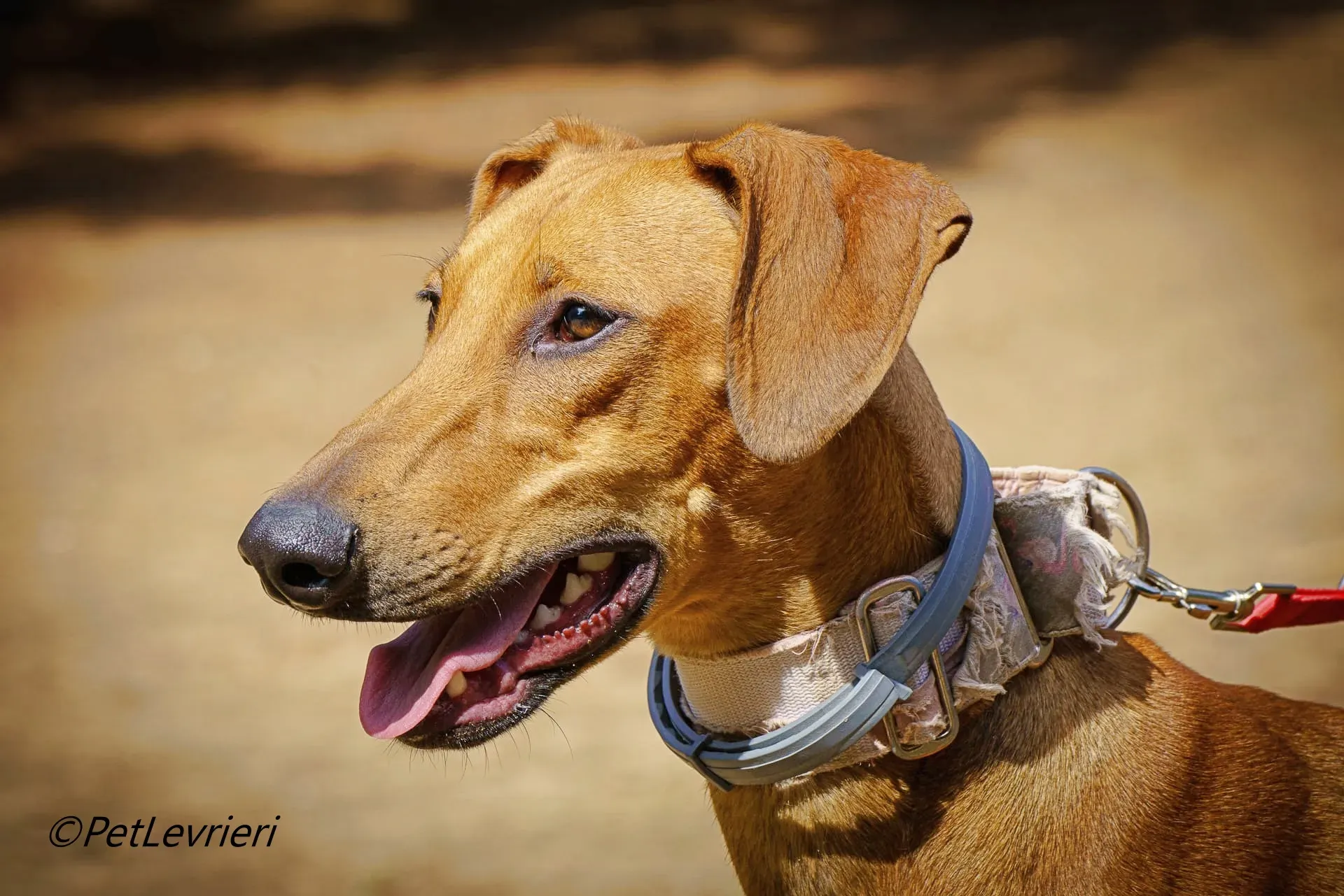 America galgo adozione pet levrieri onlus 2