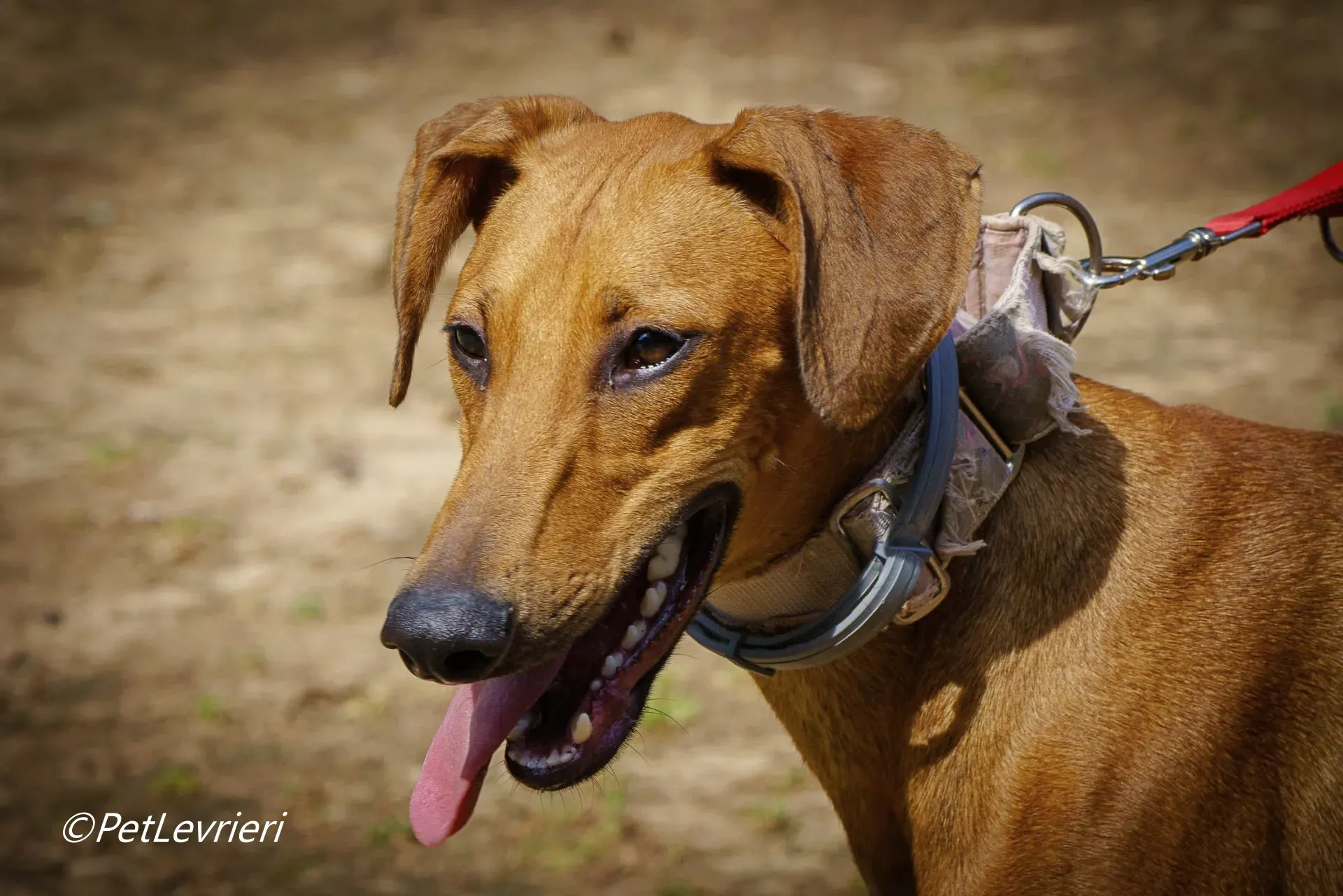America galgo adozione pet levrieri onlus 3
