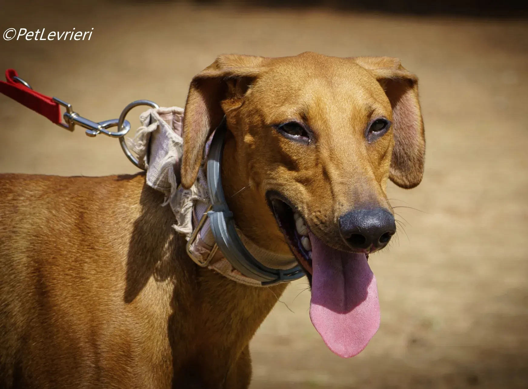 America galgo adozione pet levrieri onlus 4