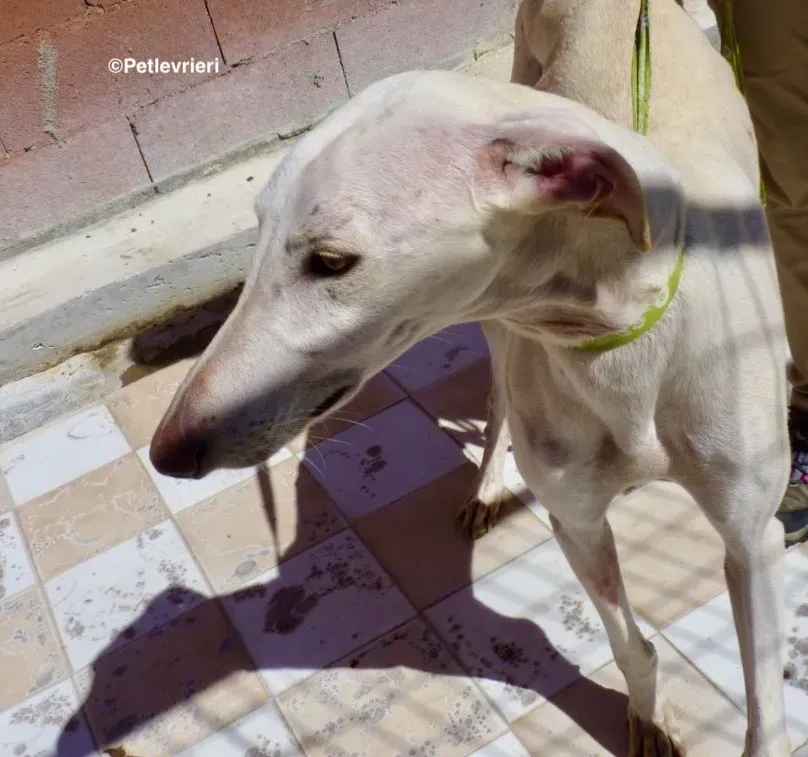 Amigo adozione levrieri galgo 00