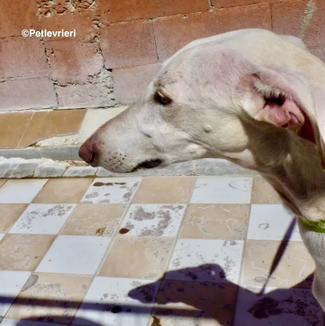 Amigo adozione levrieri galgo 01