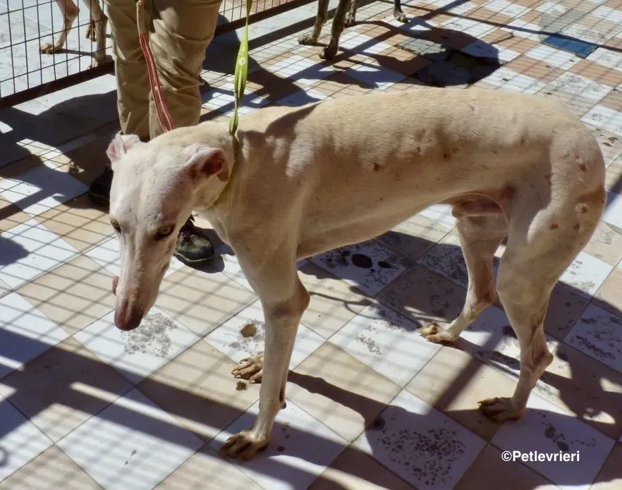 Amigo adozione levrieri galgo 02