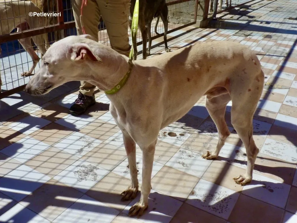 Amigo adozione levrieri galgo 03