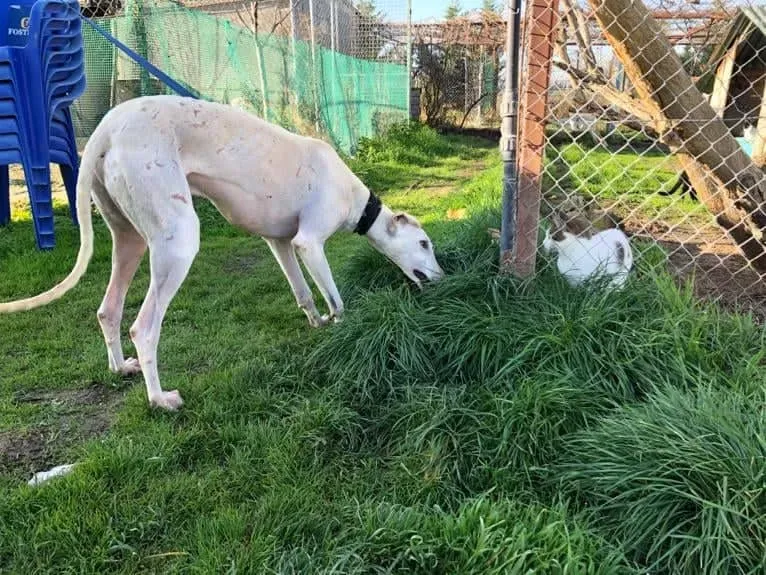 Amigo adozione levrieri galgo 05