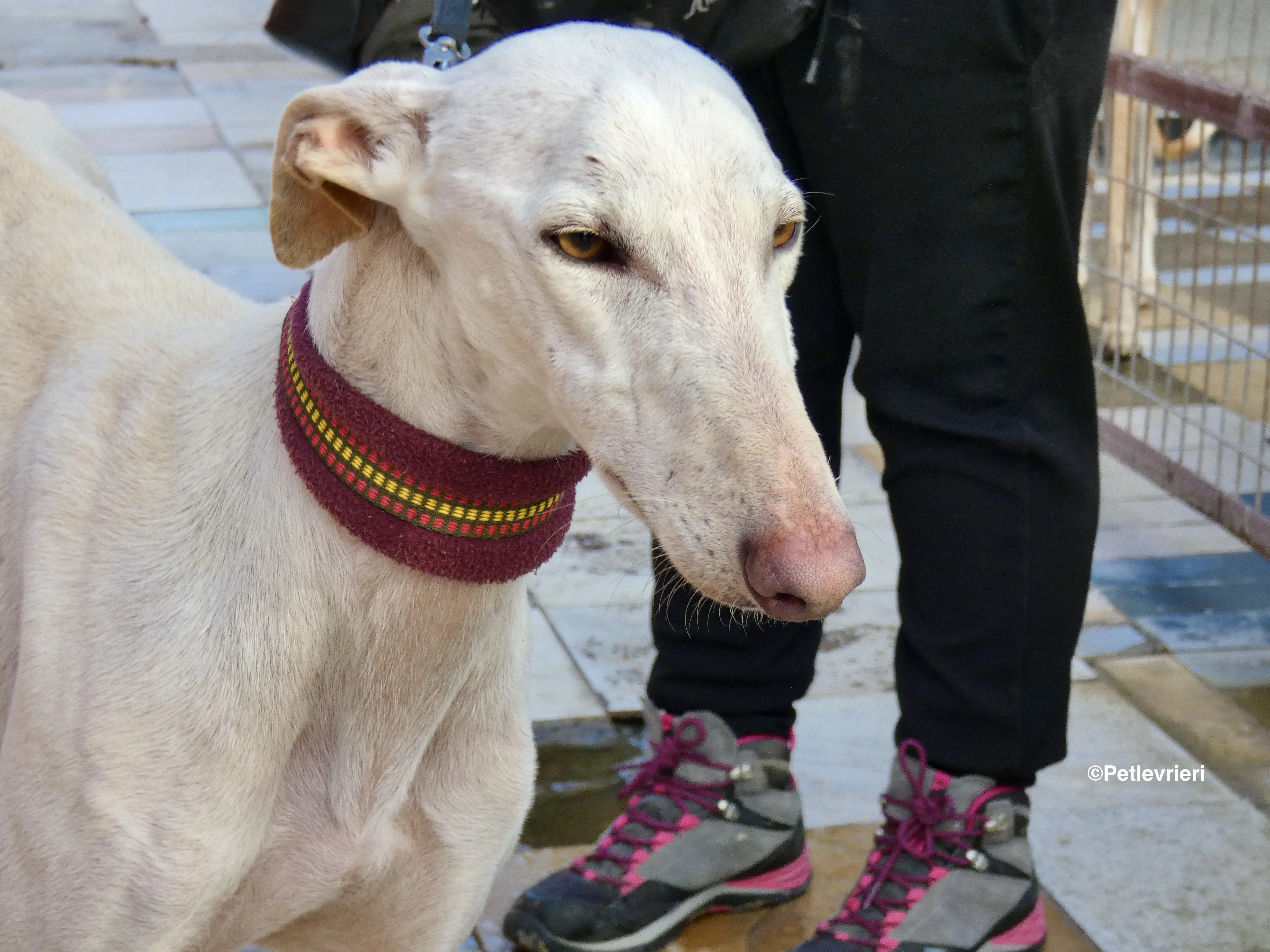 Amigo adozione levrieri galgo 07