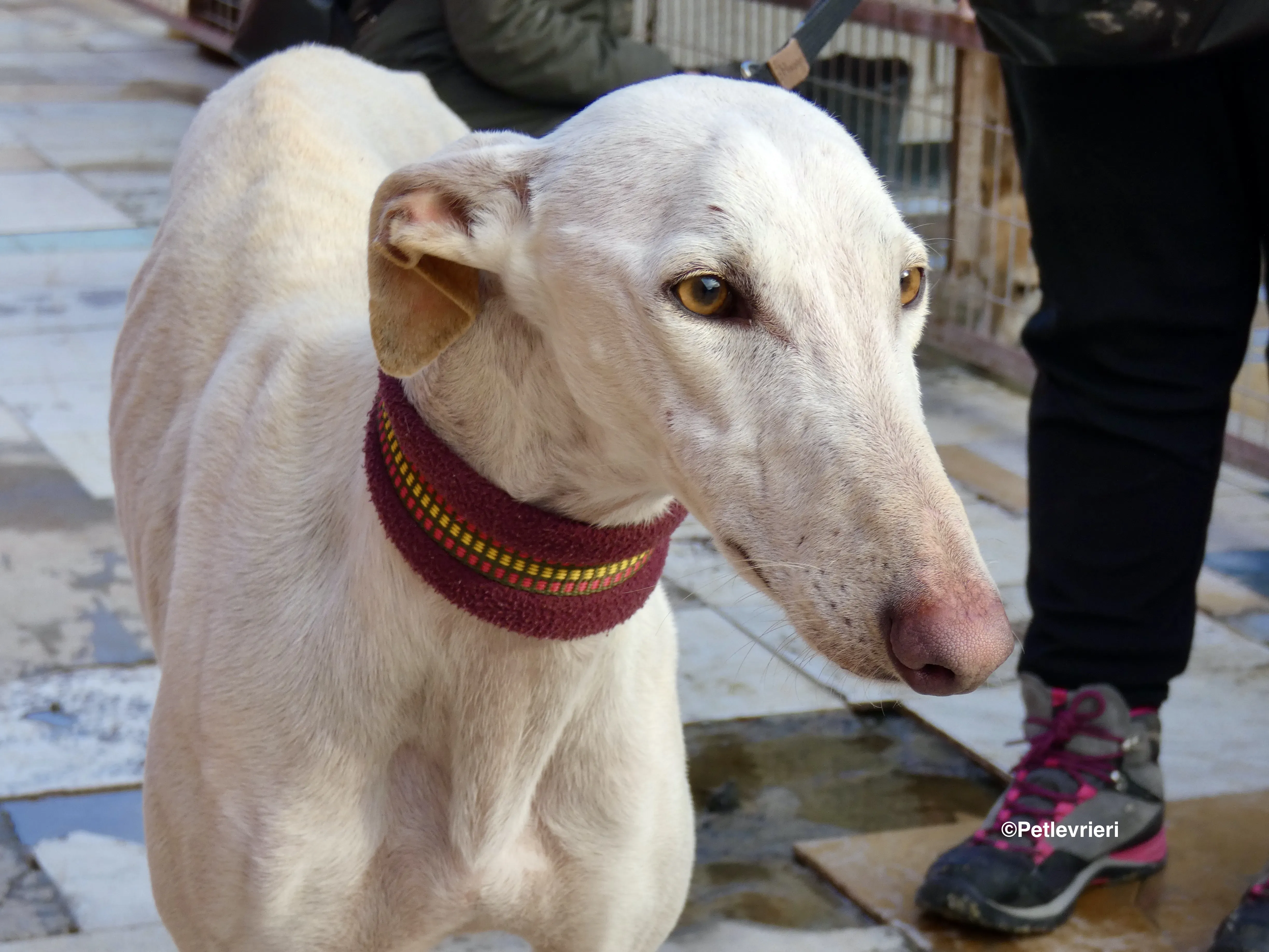 Amigo adozione levrieri galgo 08
