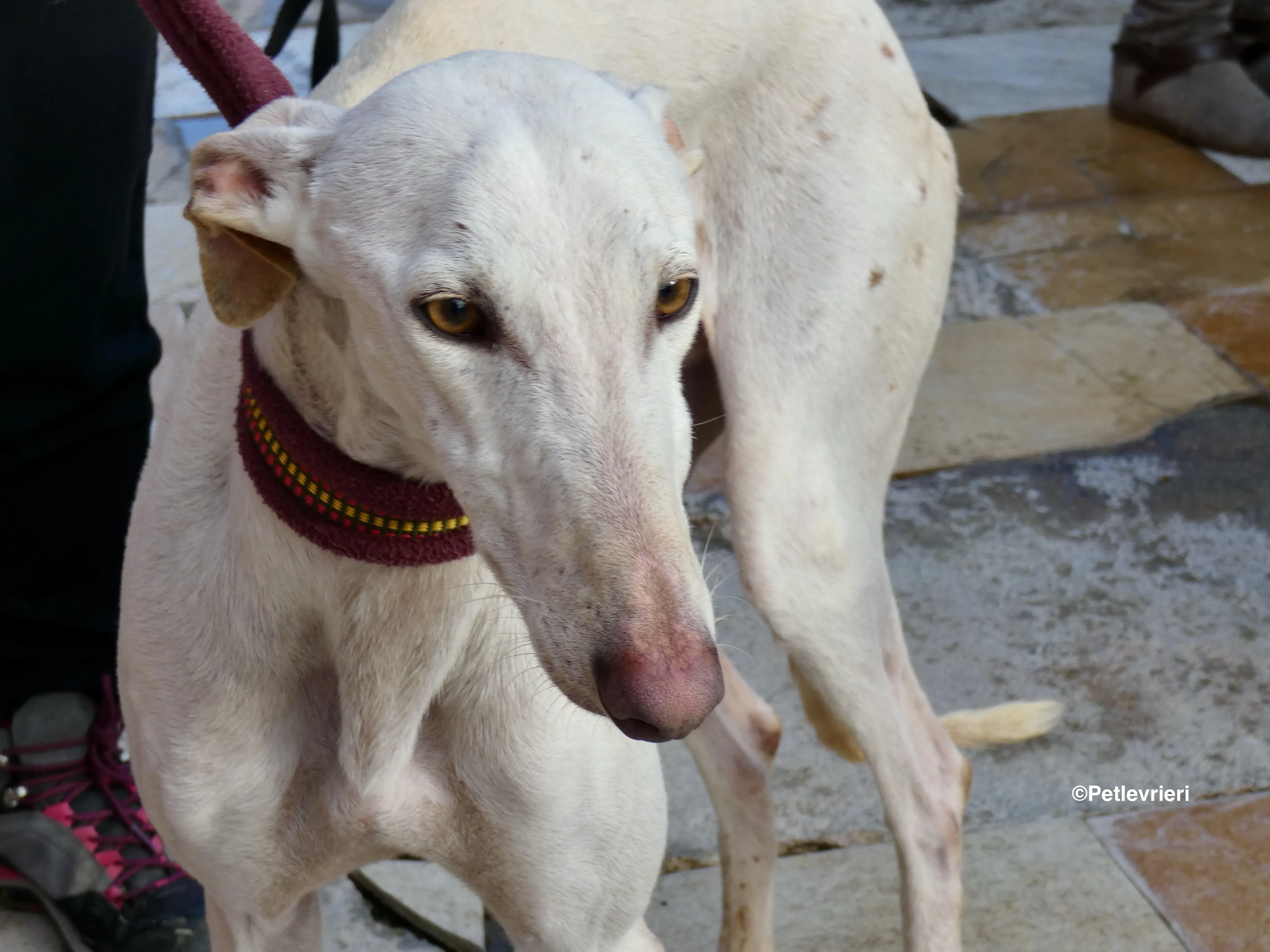 Amigo adozione levrieri galgo 09