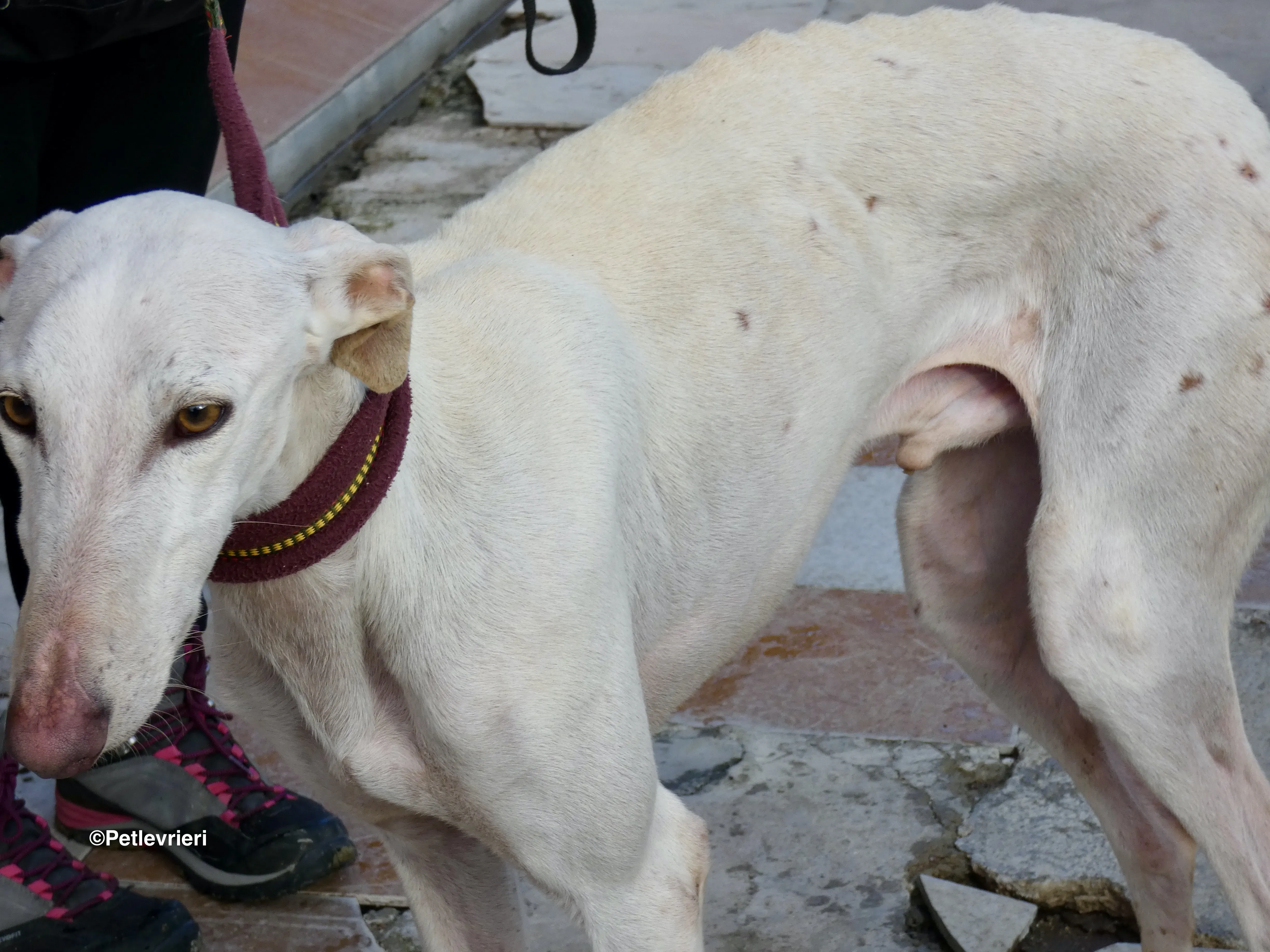 Amigo adozione levrieri galgo 10