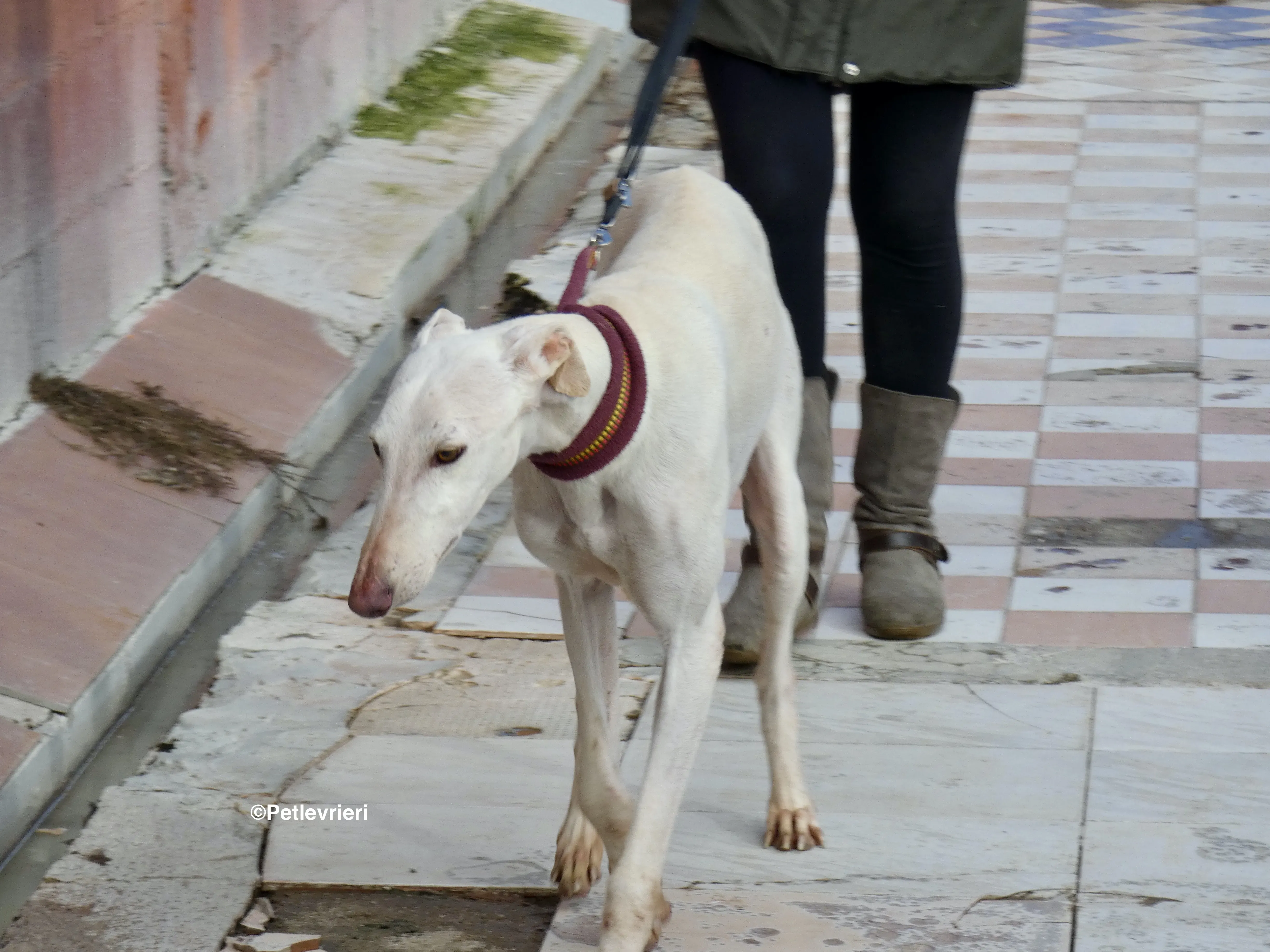 Amigo adozione levrieri galgo 11