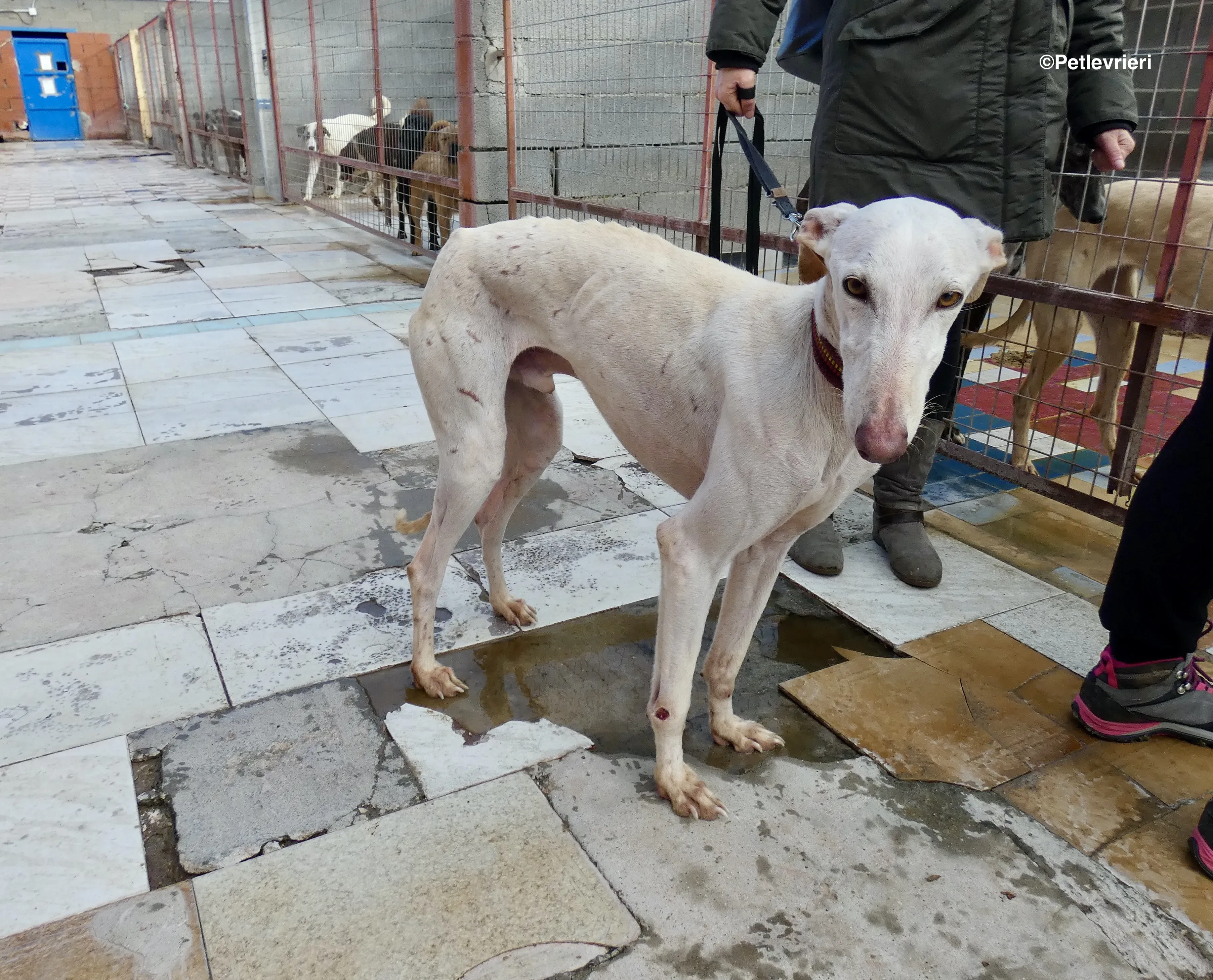 Amigo adozione levrieri galgo 12