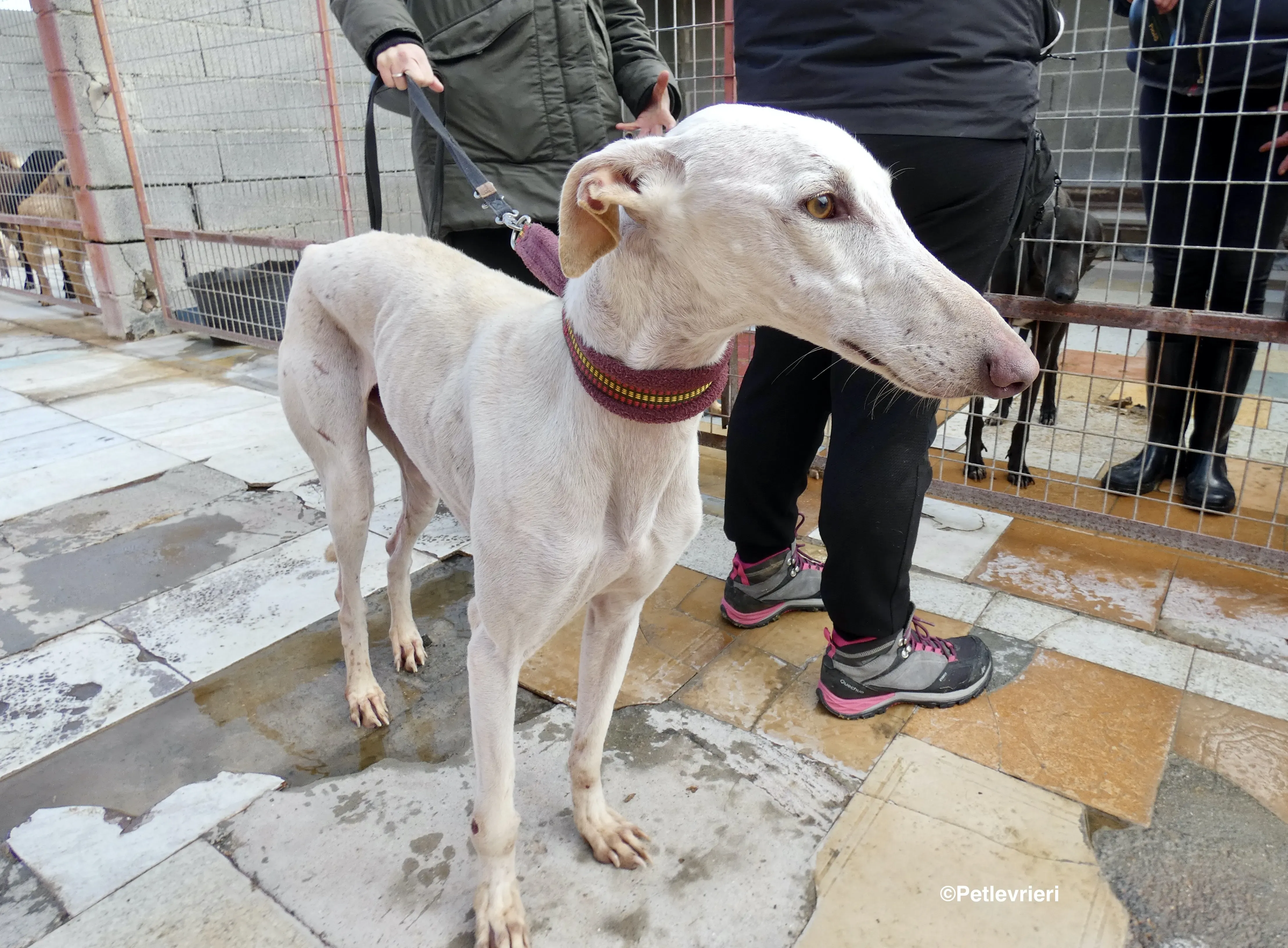 Amigo adozione levrieri galgo 13