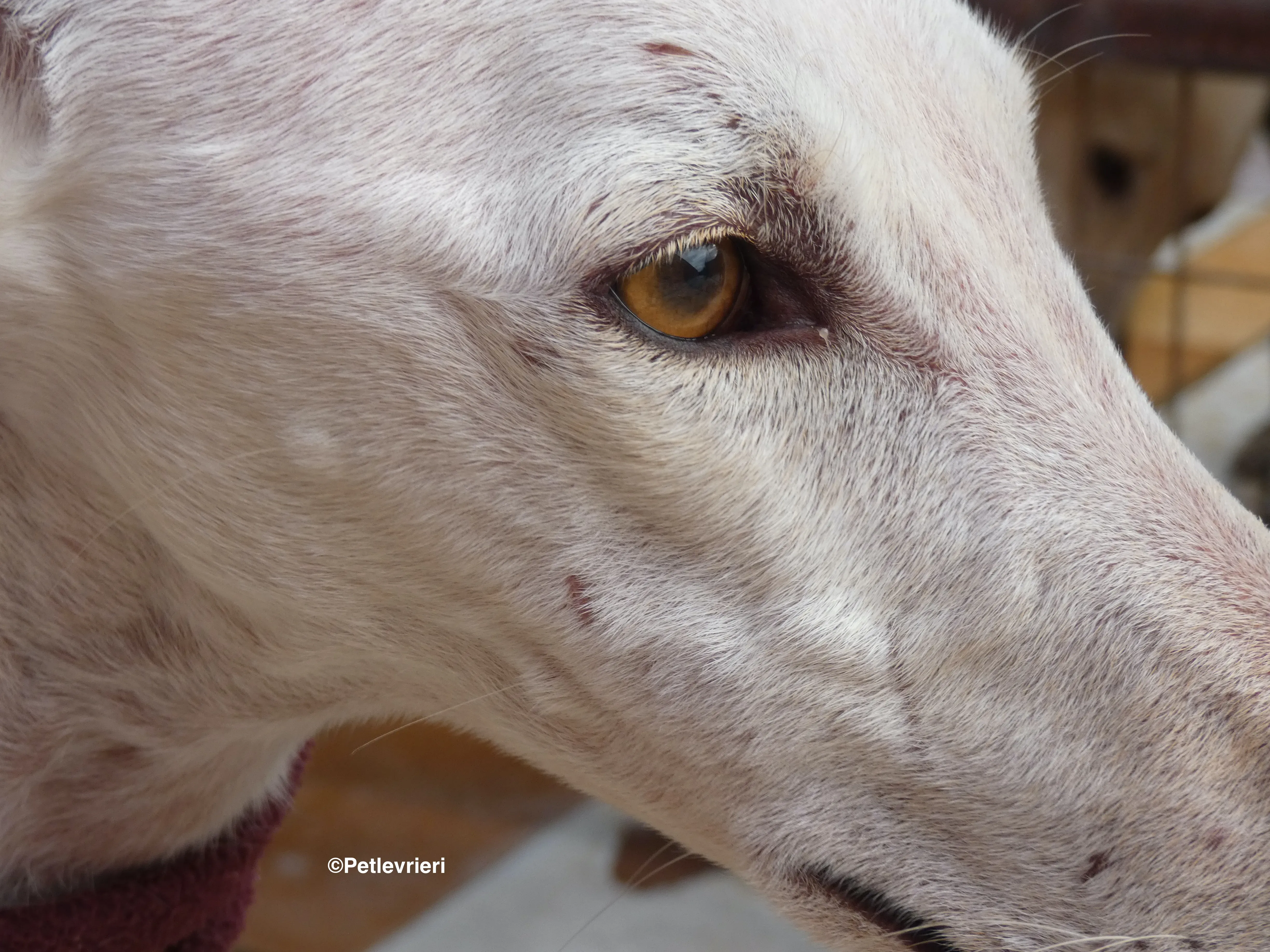 Amigo adozione levrieri galgo 14