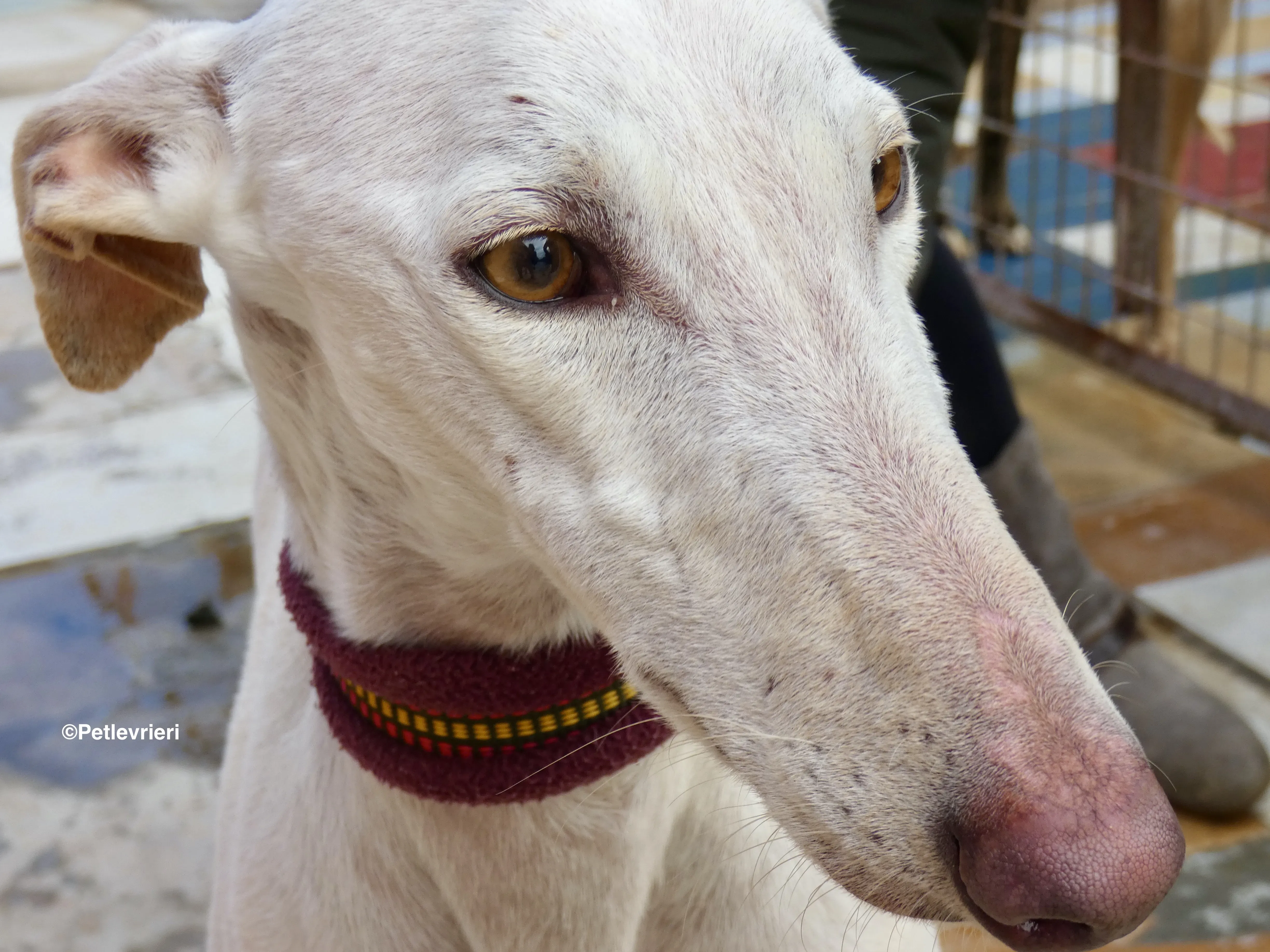 Amigo adozione levrieri galgo 15