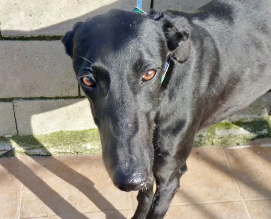 Amira galgo adozione pet levrieri onlus 19