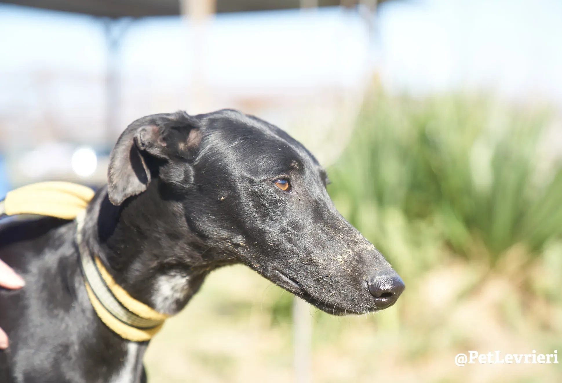 Amira galgo adozione pet levrieri onlus 2