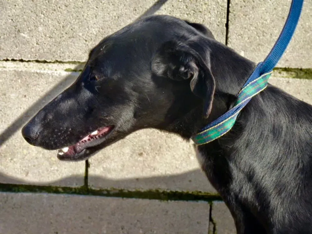 Amira galgo adozione pet levrieri onlus 21