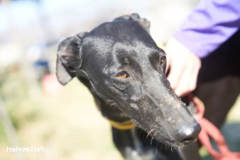 Amira galgo adozione pet levrieri onlus 3 e1554906488454