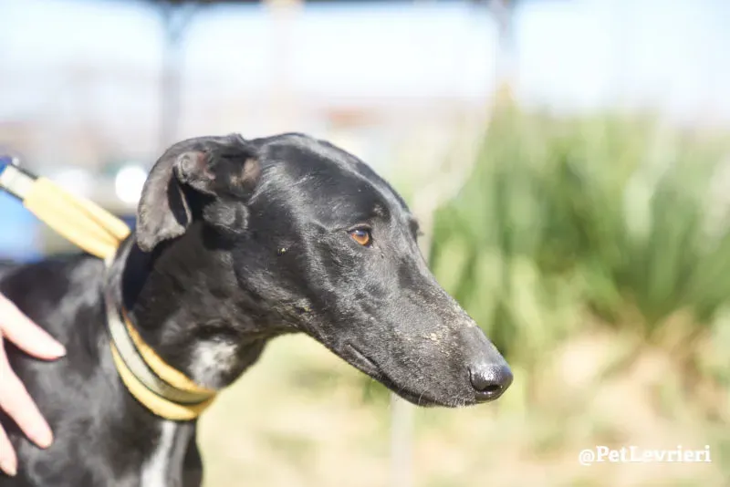 Amira galgo adozione pet levrieri onlus 4 e1554906705174