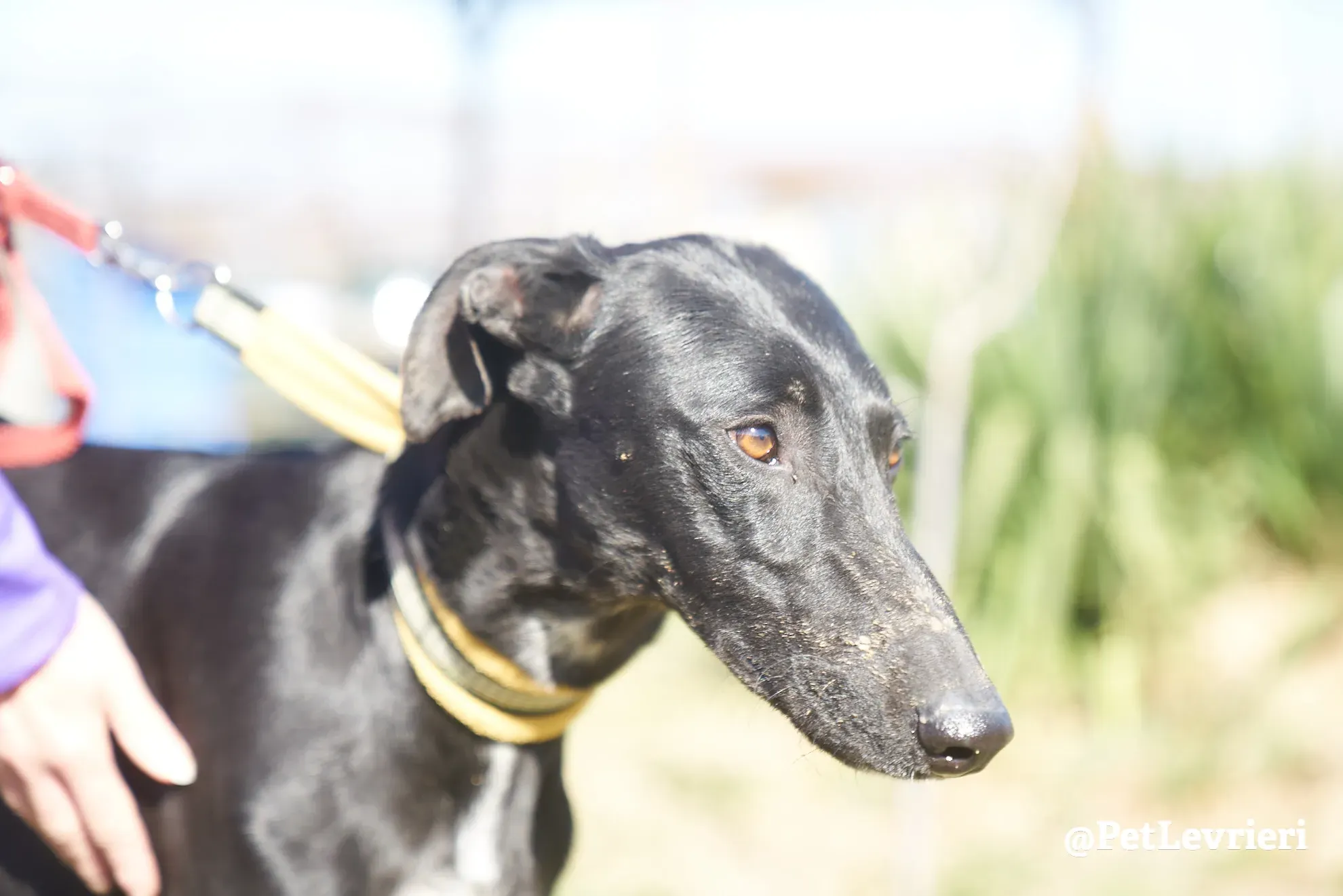 Amira galgo adozione pet levrieri onlus 5