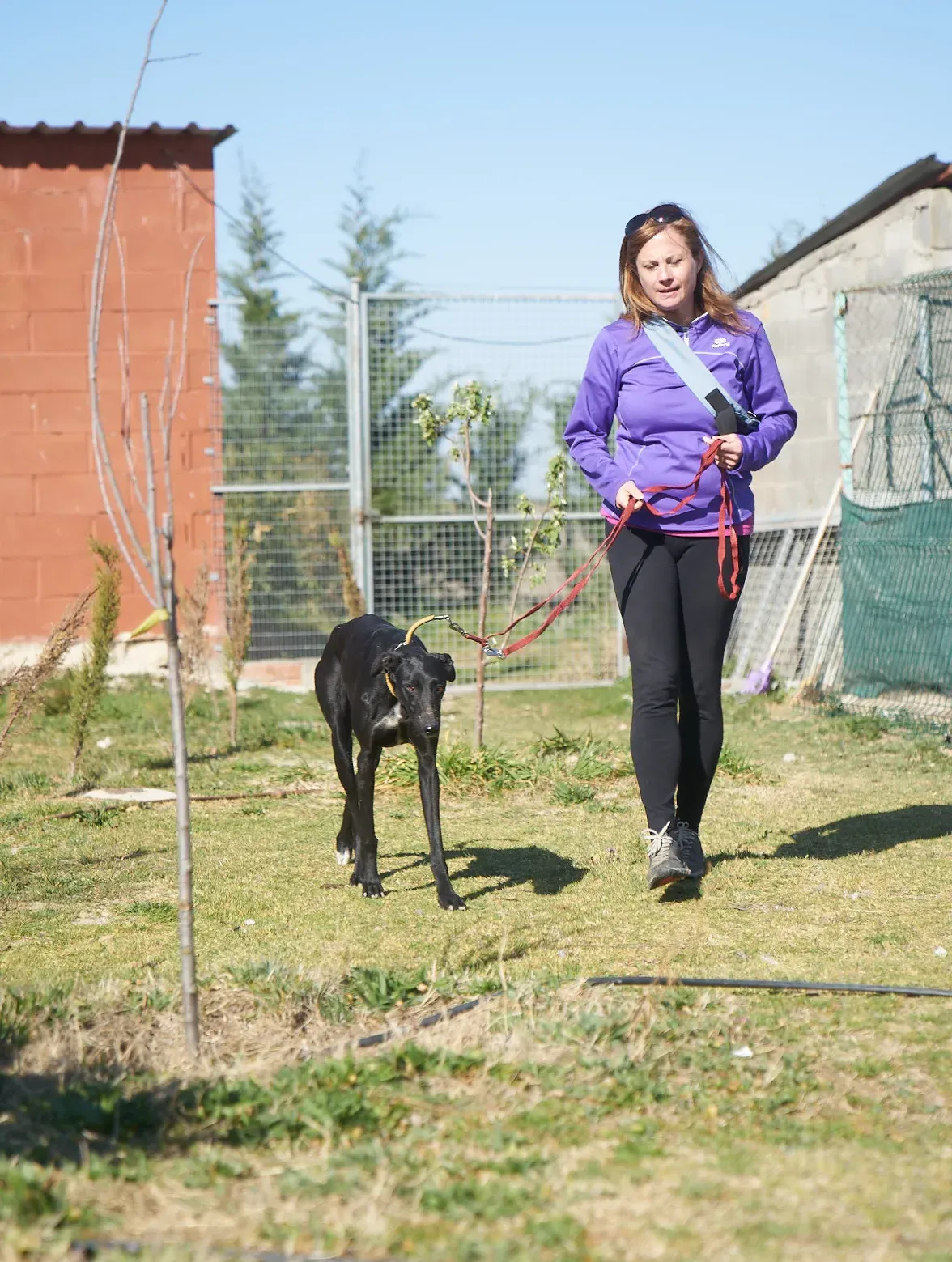 Amira galgo adozione pet levrieri onlus 6