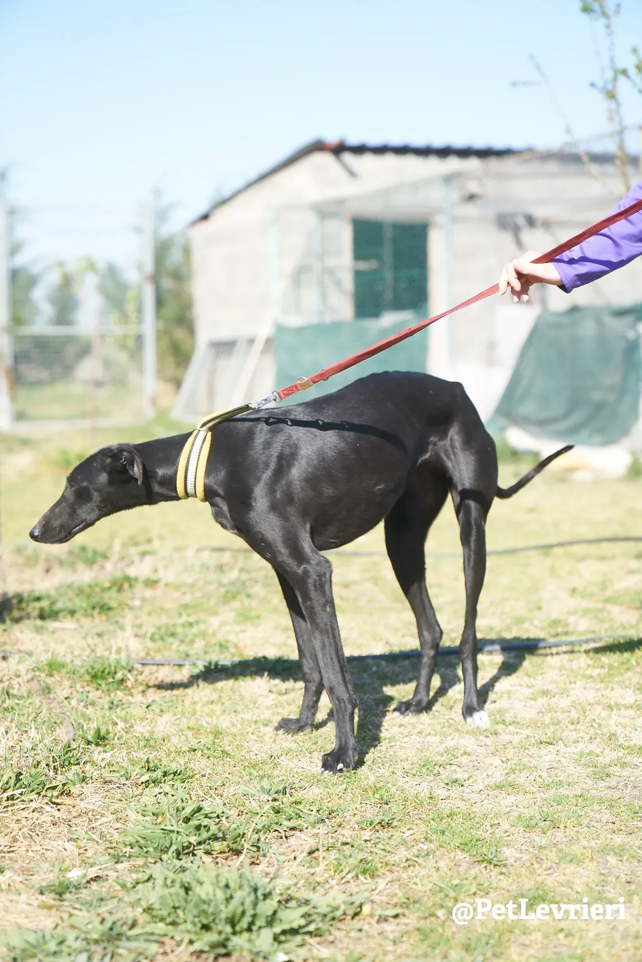 Amira galgo adozione pet levrieri onlus 8