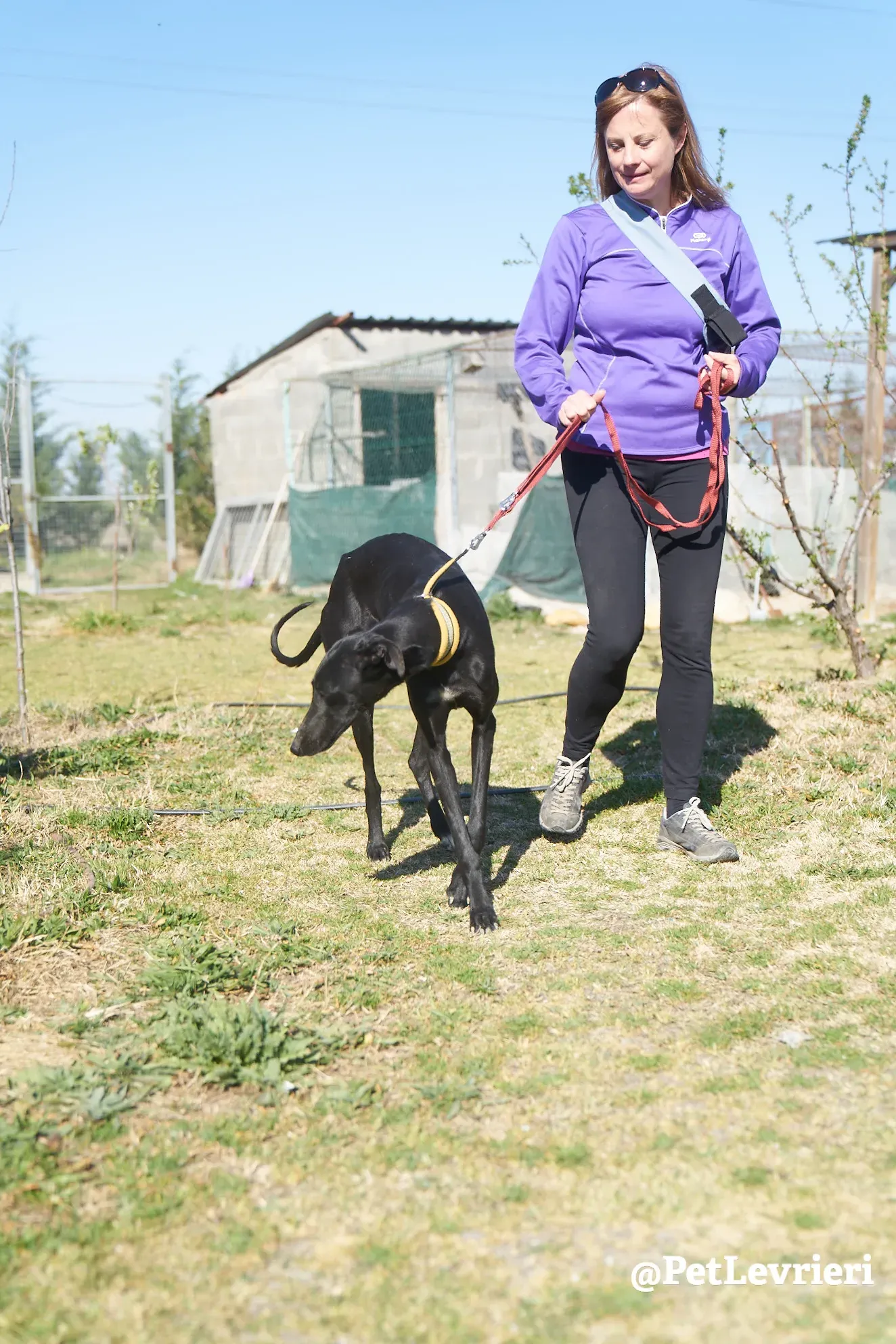 Amira galgo adozione pet levrieri onlus 9