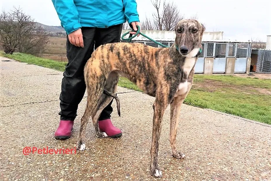 Anais adozione levrieri galgo 01 1 1