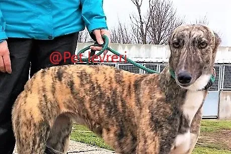 Anais adozione levrieri galgo 01 1