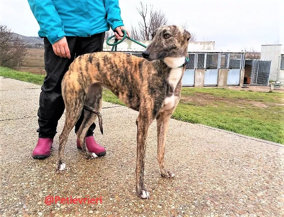 Anais adozione levrieri galgo 02