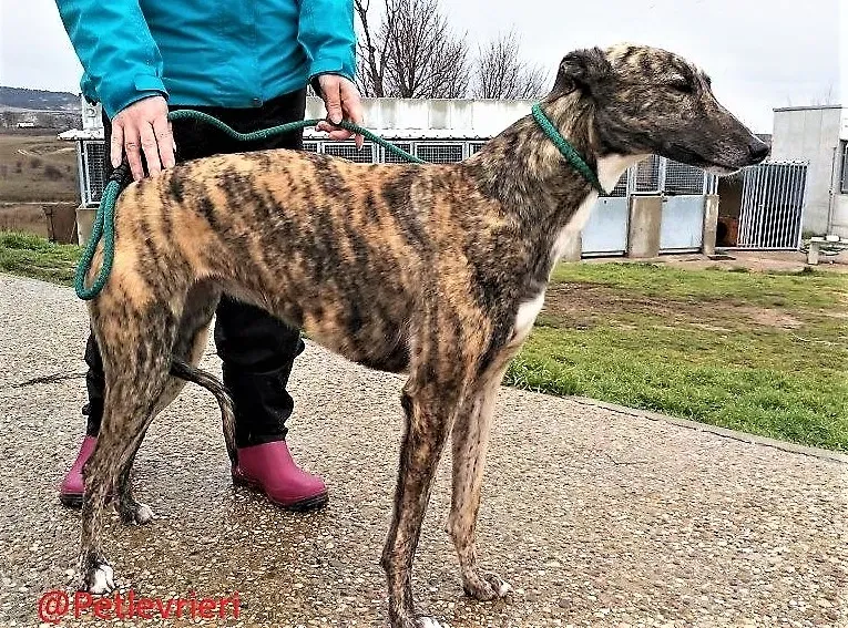 Anais adozione levrieri galgo 03