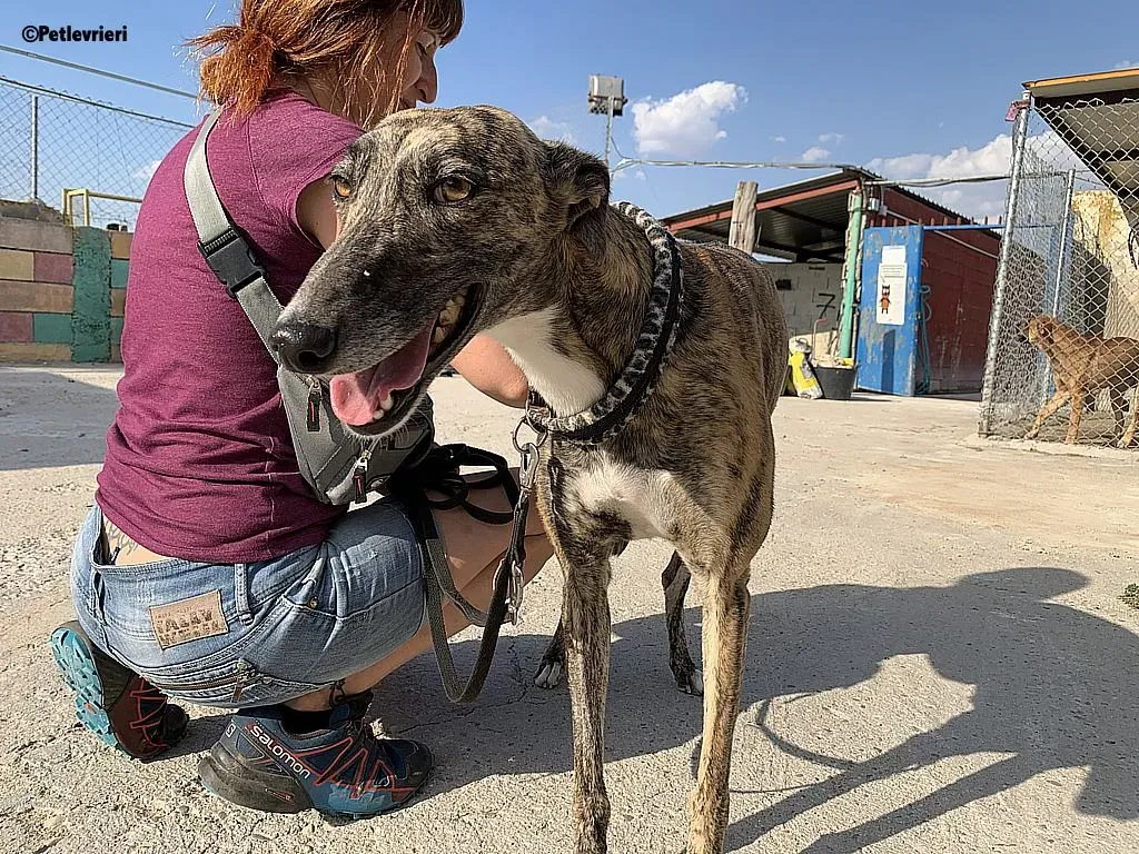 Anais adozione levrieri galgo 1