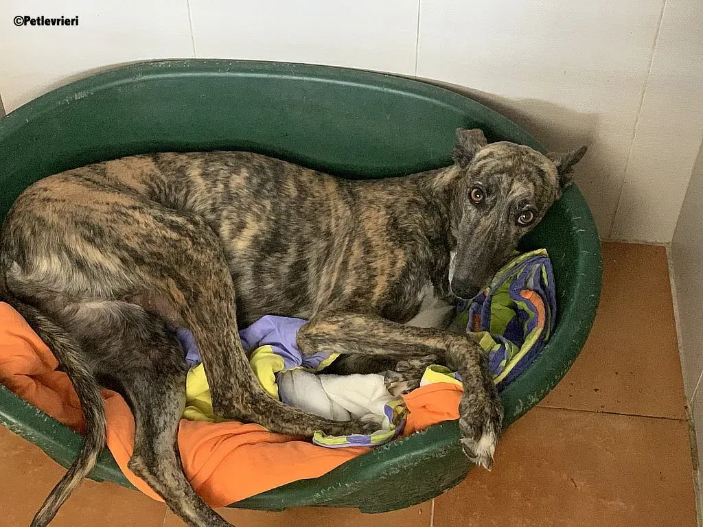Anais adozione levrieri galgo 10