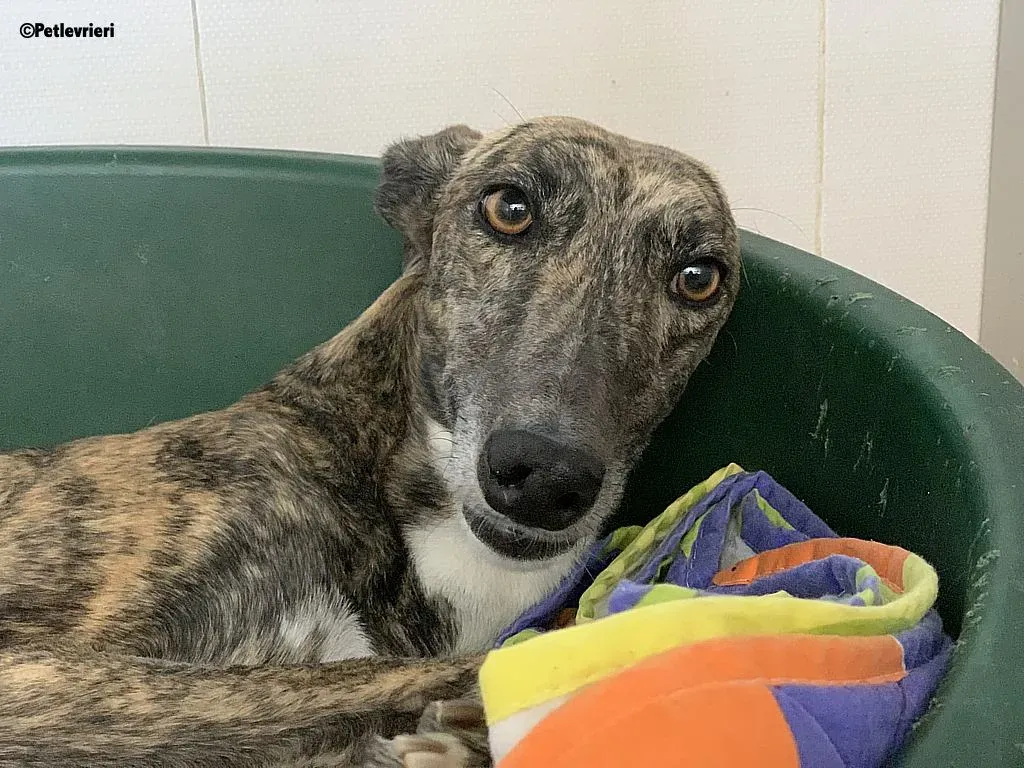 Anais adozione levrieri galgo 11