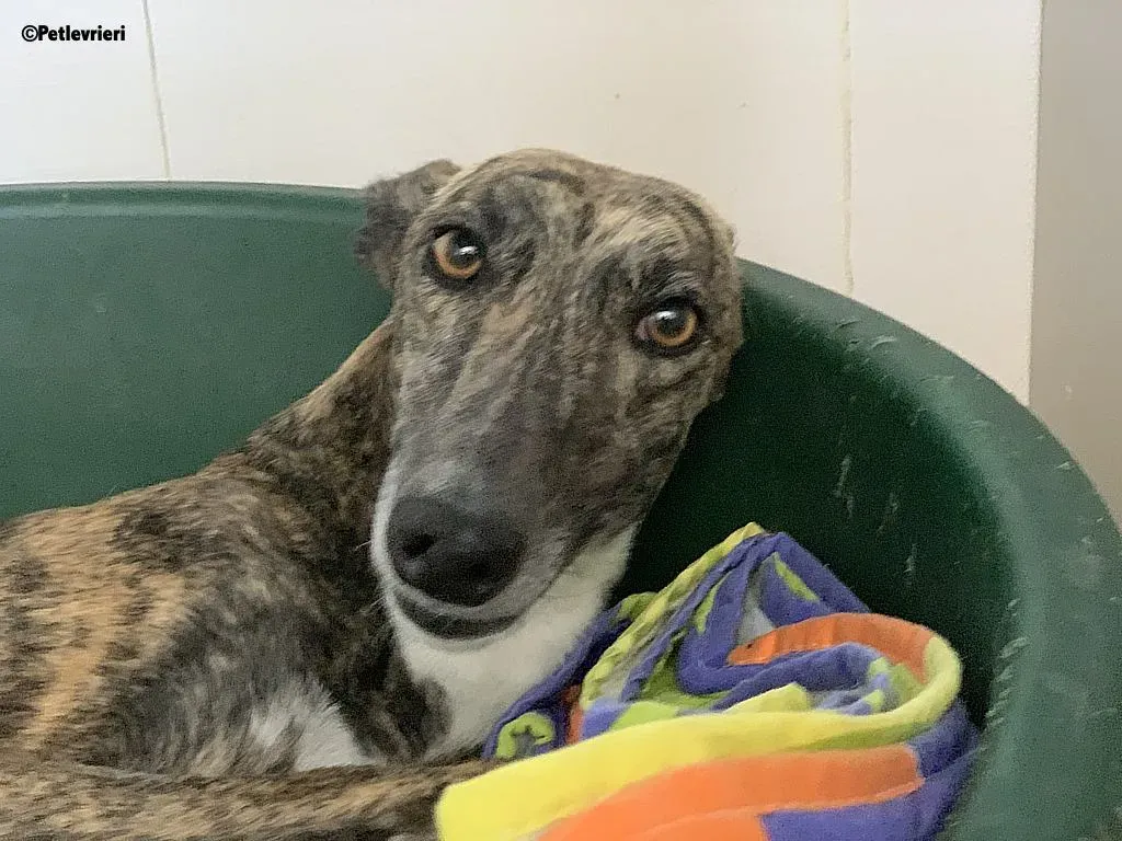 Anais adozione levrieri galgo 12