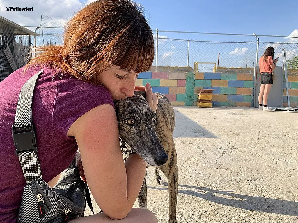 Anais adozione levrieri galgo 2