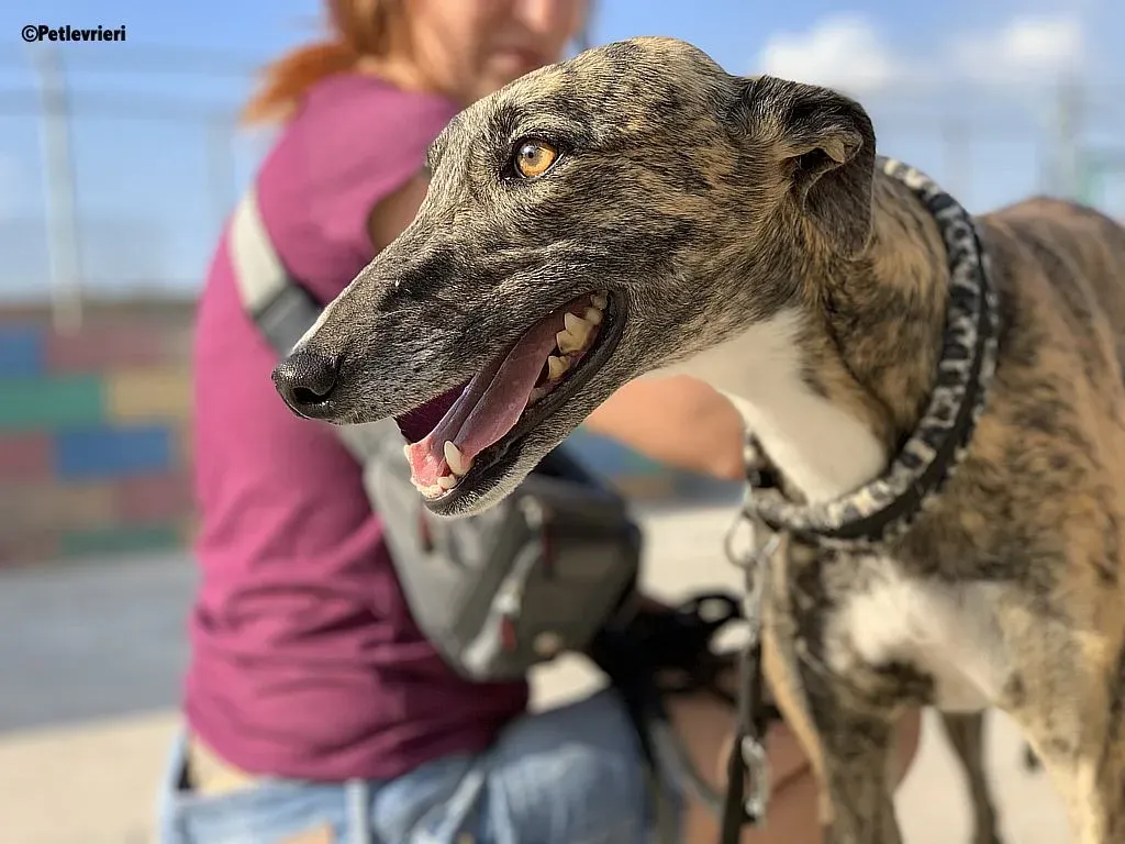Anais adozione levrieri galgo 3
