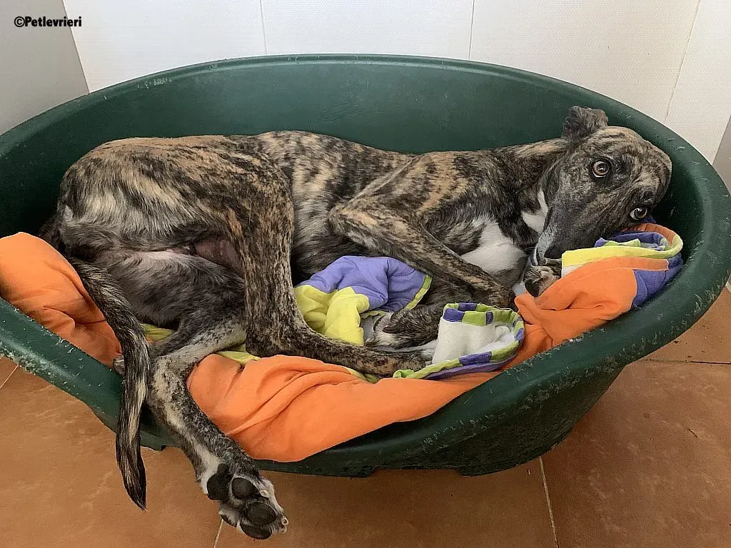 Anais adozione levrieri galgo 4