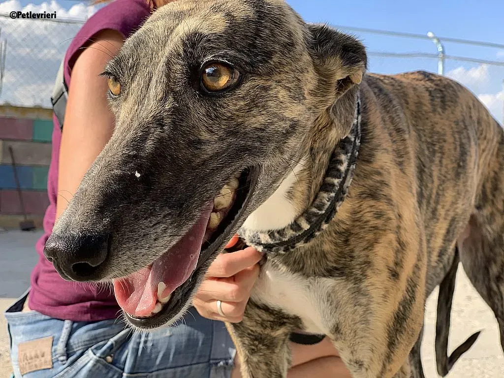 Anais adozione levrieri galgo 5