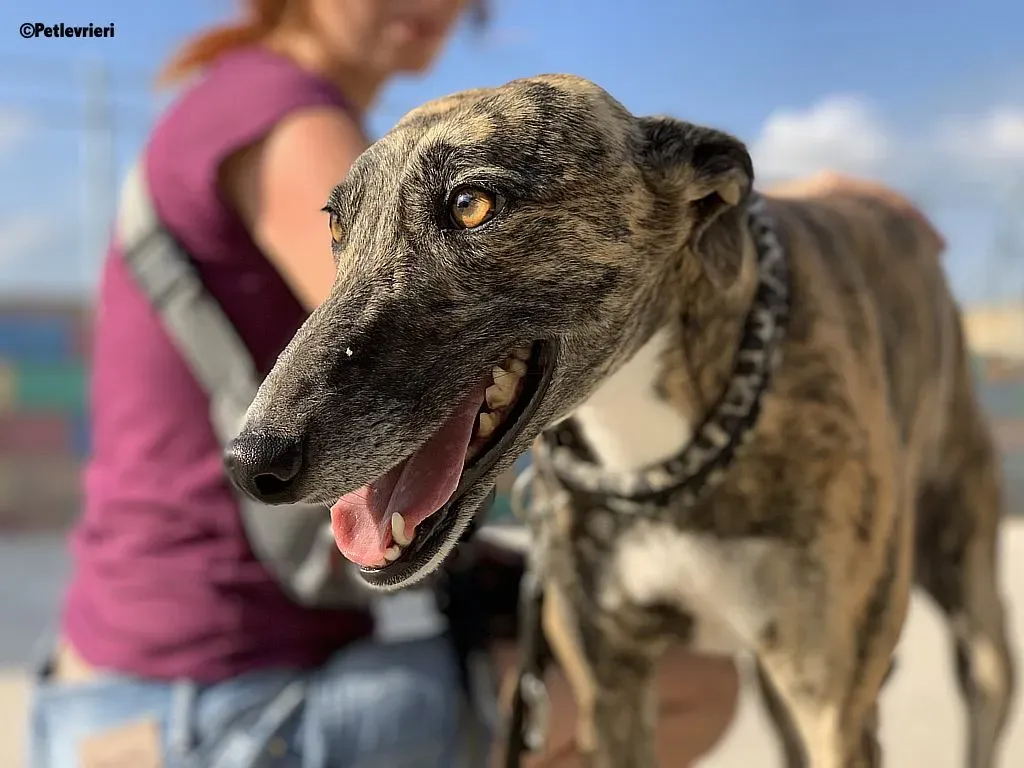 Anais adozione levrieri galgo 6