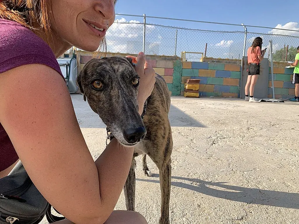 Anais adozione levrieri galgo 7
