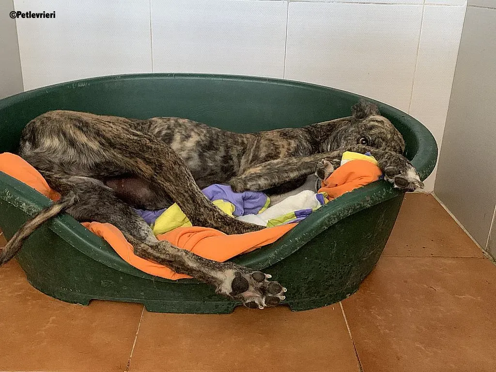 Anais adozione levrieri galgo 8